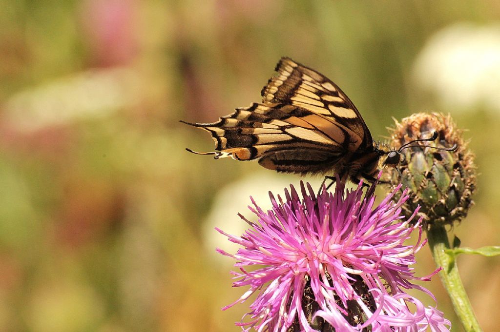 Papilio machaon vecchiotto